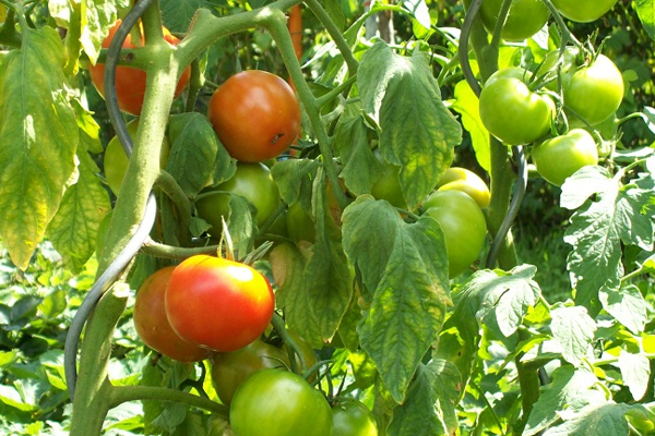 Bệnh héo xanh trên cây cà chua