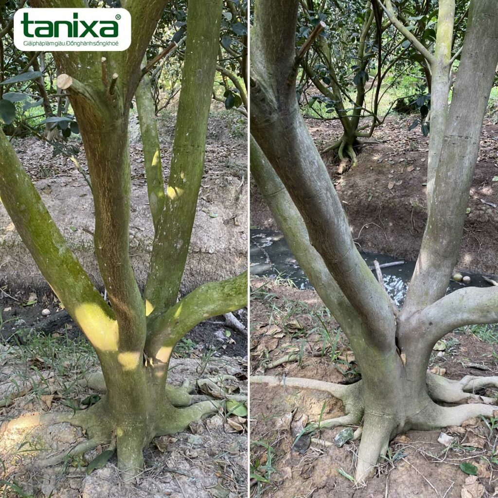 Cây bưởi sau khi xử lý tẩy rong rêu trên thân cây bằng Clear Max sau 3-5 ngày