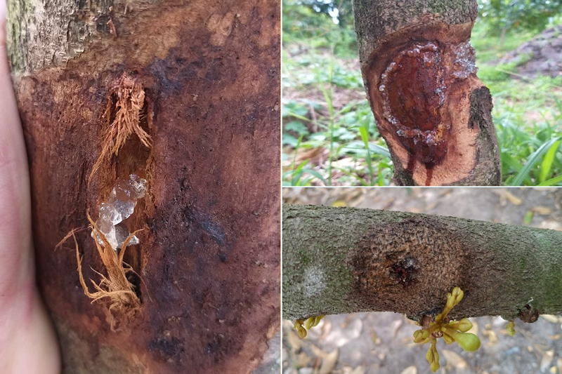 Điều trị bệnh nứt thân xì mủ trên thân cây sầu riêng. Vết bệnh khô và lành lại sau 7 ngày quét trực tiếp Clear Max nguyên chất lên vết bệnh.