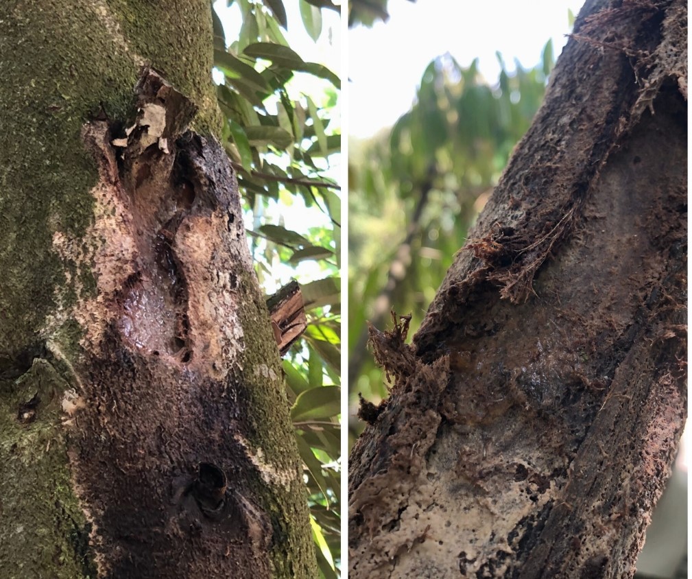Biểu hiện của bệnh nứt thân xì mủ trên thân cây sầu riêng