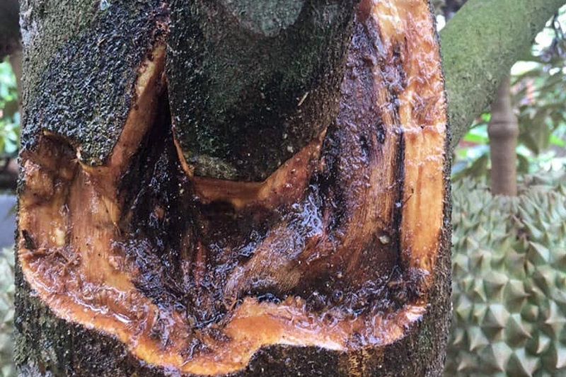 Bệnh nứt thân xì mủ gây hại trên thân cây sầu riêng
