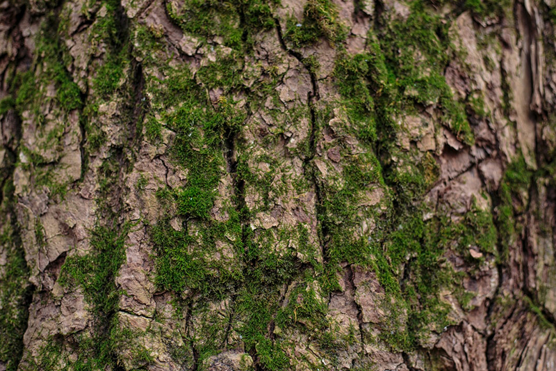 Rong rêu ký sinh trên thân cây