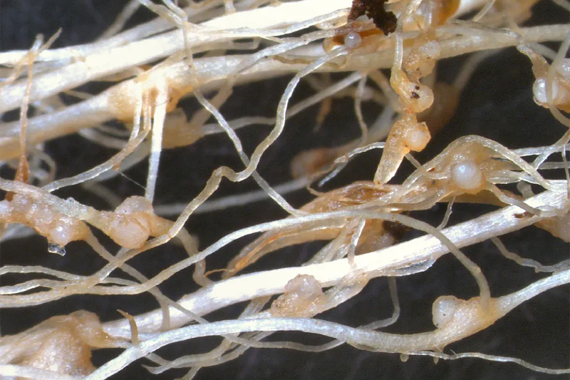 Nốt sần trên rễ cây trồng do tuyến trùng gây hại