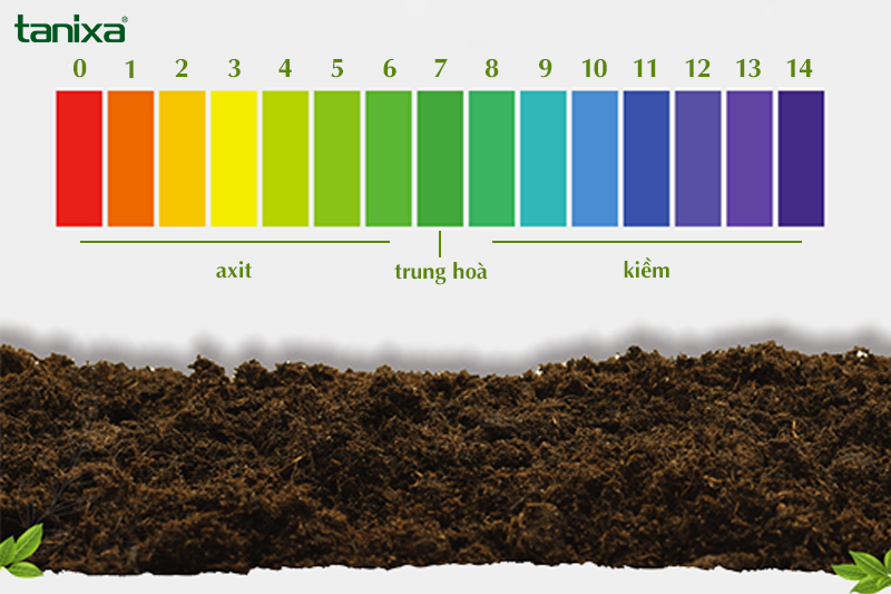 pH đất ảnh hưởng đến sự hấp thụ dinh dưỡng của cây trồng