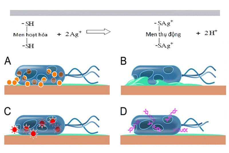 Cơ chế diệt khuẩn của nano bạc qua nhóm chức mang điện tích âm