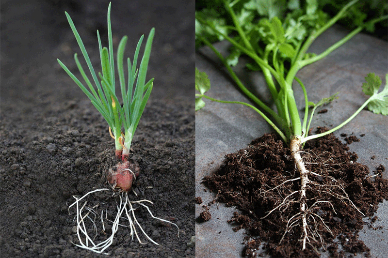 Axit Humic thúc đẩy sự phát triển của hệ rễ cây trồng