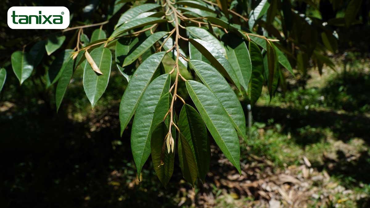Dàn lá cây sầu riêng xanh, dày, khoẻ sau khi sử dụng bộ sản phẩm làm bông độc quyền của Tanixa