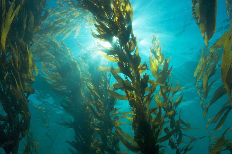 Rong biển mang đến nhiều công dụng đối với cây trồng
