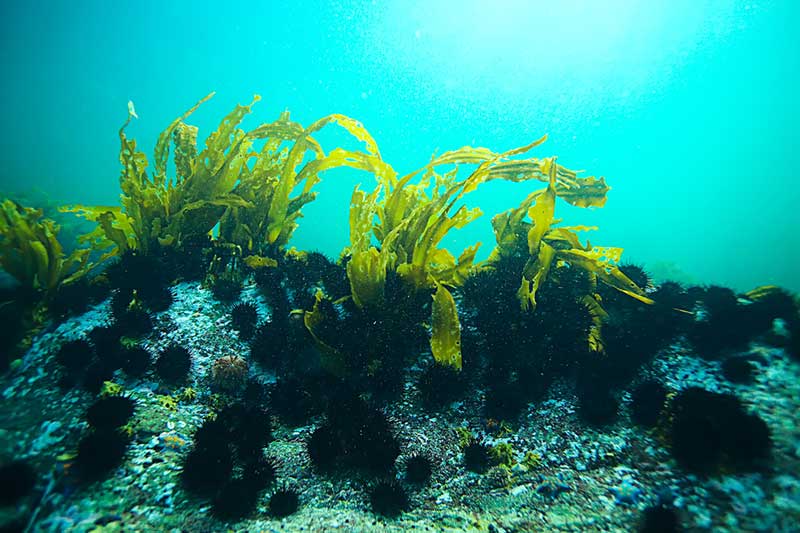 Rong biển chứa nhiều hợp chất dinh dưỡng tốt cho cây trồng