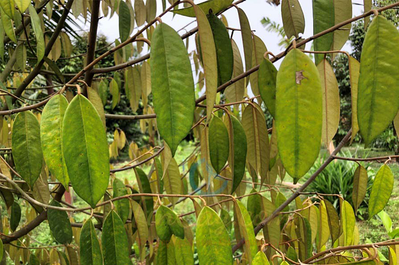 Bệnh vàng lá thối rễ thường gây hại trên cây sầu riêng mới trồng hoặc vườn đã cho trái nhiều năm.