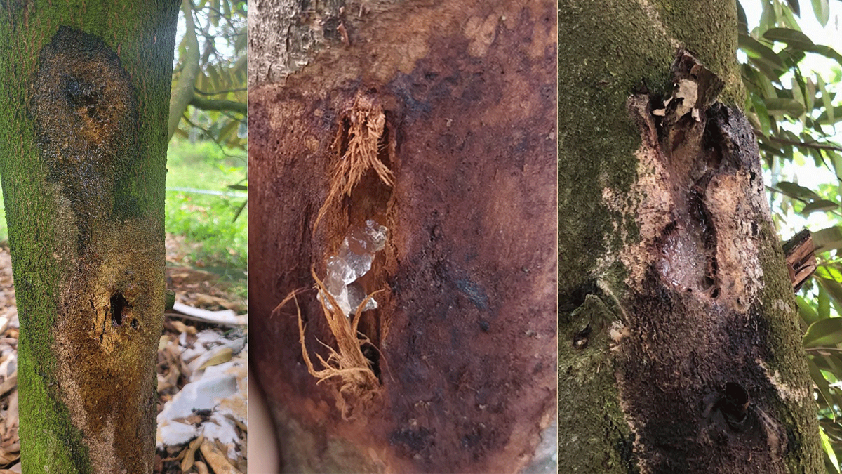 Các vết bệnh nứt thân xì mủ trên cây sầu riêng