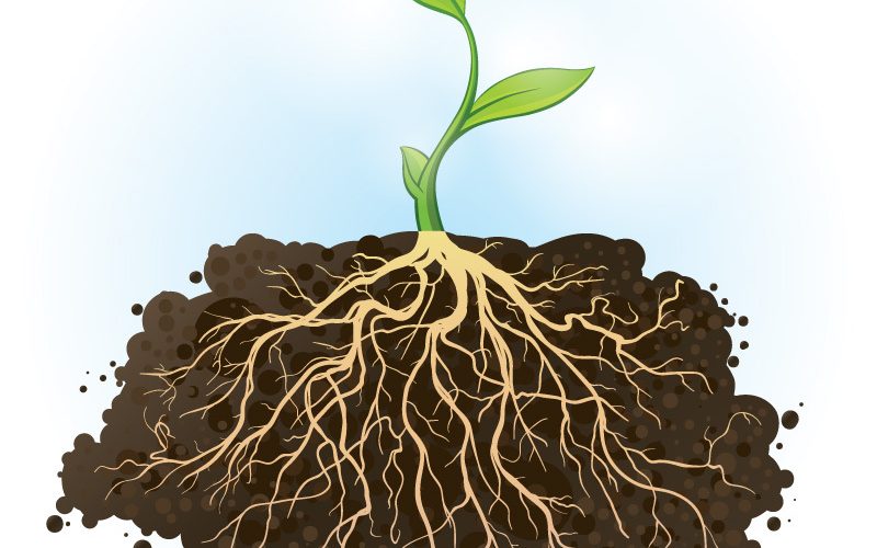Rễ là cơ quan sinh dưỡng thực vật
