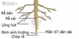 Dựa theo vị trí, có thể chia rễ cây thành ba loại chính: Rễ chính, rễ phụ, rễ bên