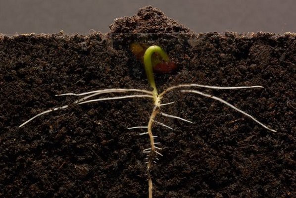Rễ sơ sinh phát triển đầu tiên khi hạt nảy mầm