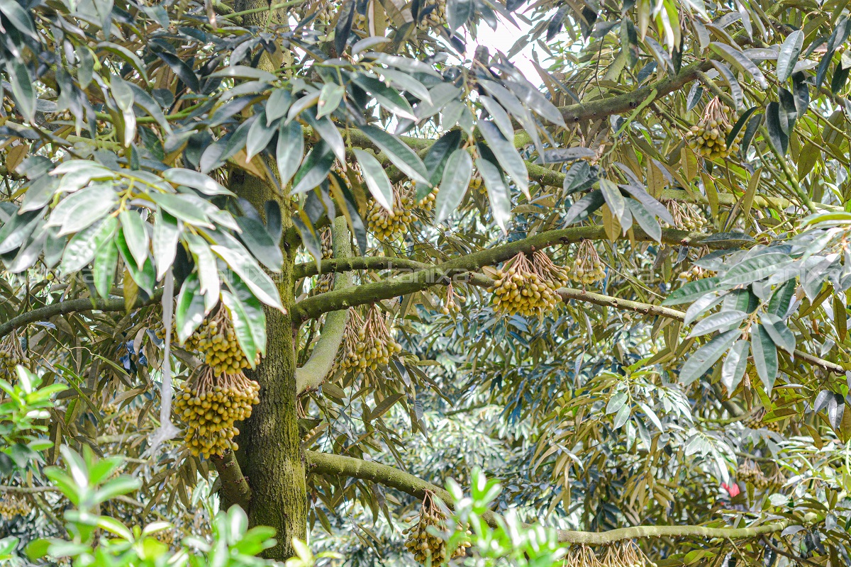 Cây sầu riêng ra bông tại vườn thuộc khu vực xã Tân Ninh, huyện Tân Thạnh, Long An đạt hiệu quả 100% khi áp dụng quy trình làm bông của Tanixa