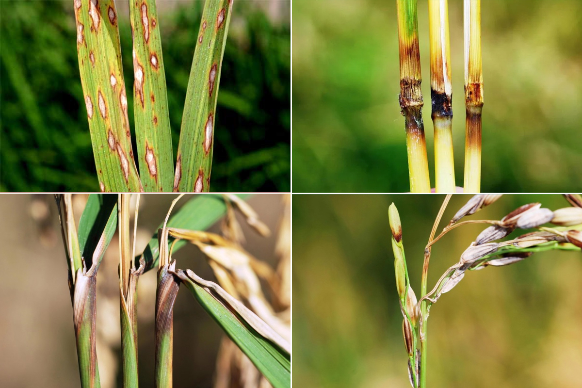 Bệnh đạo ôn gây hại lên tất cả bộ phận trên cây lúa như lá, bẹ lá, gié, cổ bông và hạt