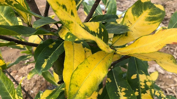 Biểu hiện của bệnh nấm hồng trên lá khi cây mai vàng nhiễm bệnh