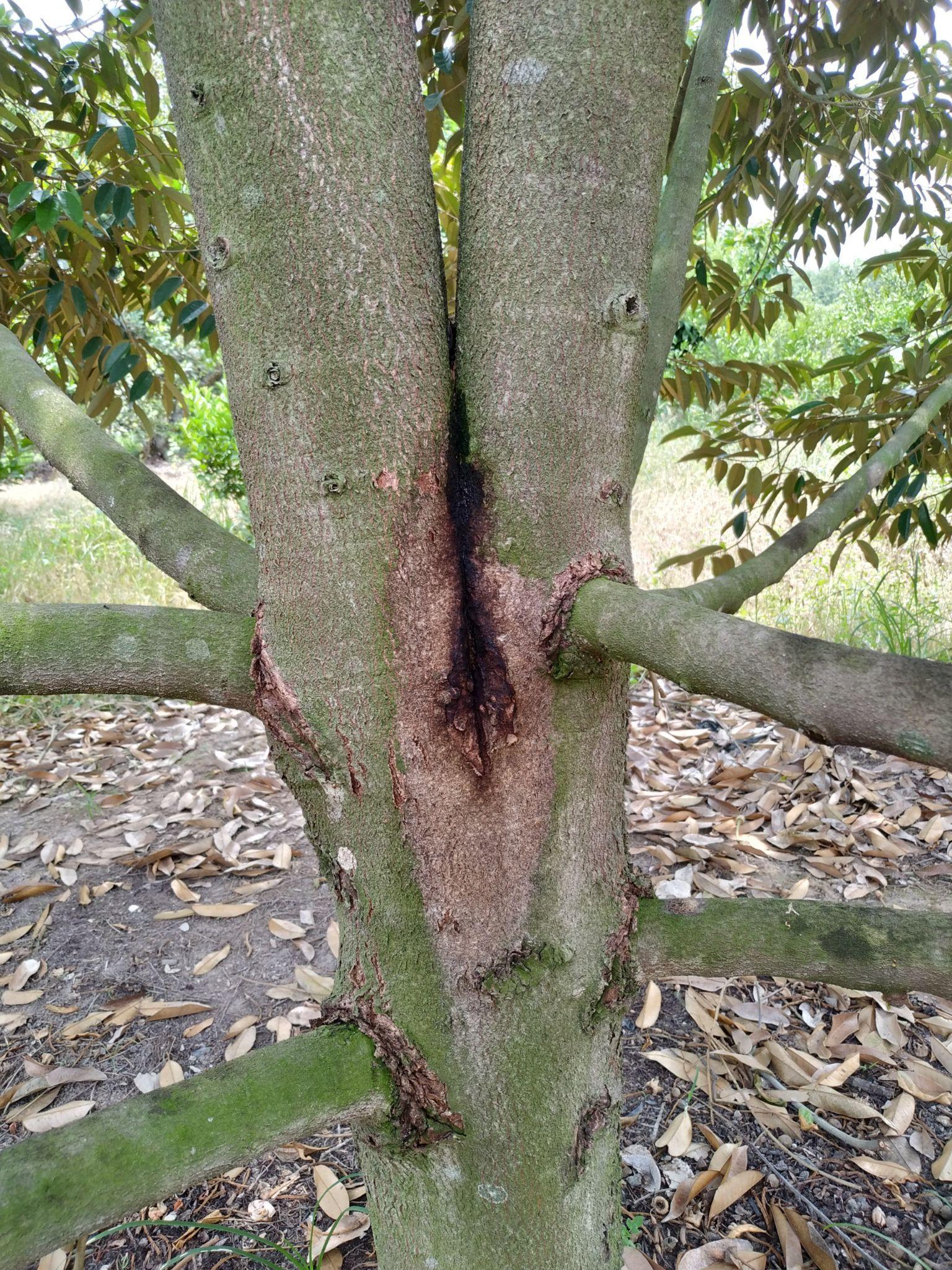 Nứt thân xì mủ trên cây sầu riêng