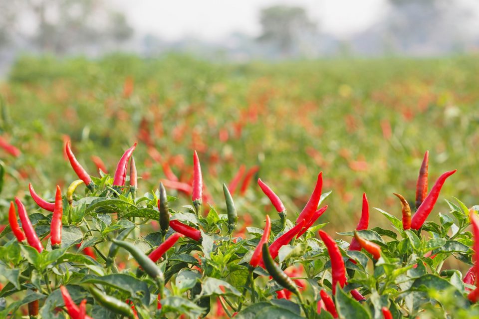 kỹ thuật trồng ớt vào mùa mưa