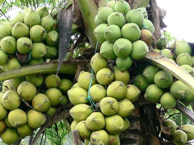 Chi tiết 67 về mô hình trồng dừa ở miền bắc mới nhất  Tin học Đông Hòa