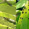 Bệnh đốm lá trên lan: Nguyên nhân và cách xử lý